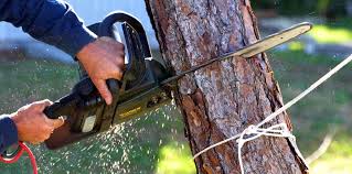 Best Commercial Tree Services  in Shafter, CA