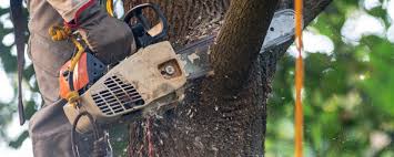 Best Emergency Tree Removal  in Shafter, CA