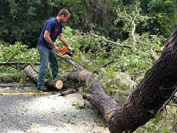 Best Arborist Consultation Services  in Shafter, CA