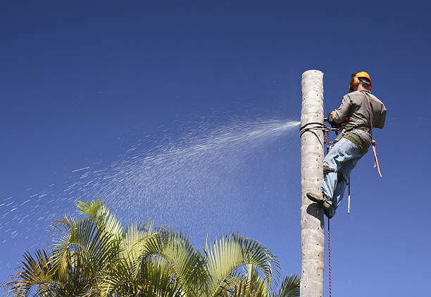 Best Lawn Mowing  in Shafter, CA