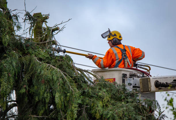 Best Tree Disease Treatment  in Shafter, CA