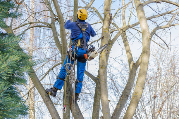 Best Firewood Processing and Delivery  in Shafter, CA