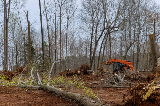 Best Root Management and Removal  in Shafter, CA