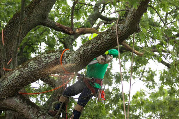 Best Tree Risk Assessment  in Shafter, CA