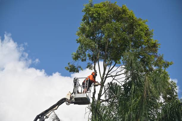 How Our Tree Care Process Works  in  Shafter, CA