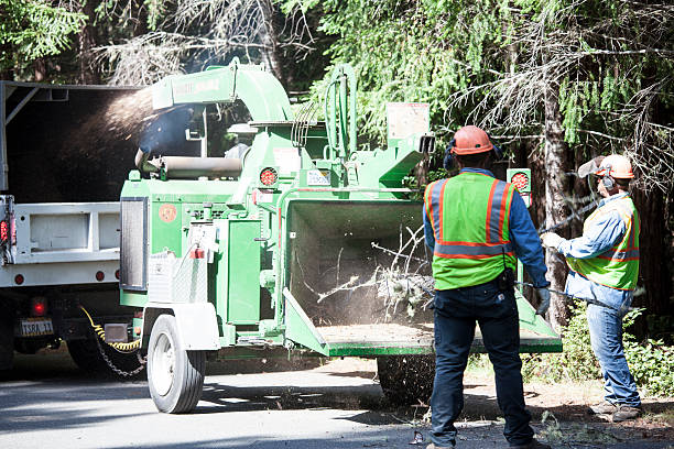 Best Tree Mulching  in Shafter, CA