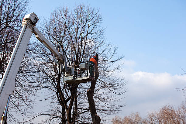 Best Stump Grinding and Removal  in Shafter, CA